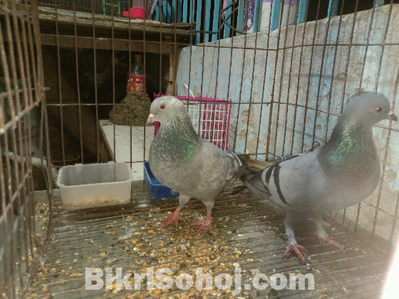 একজোড়া রেসিং হোমার কবুতর বিক্রি করা হবে